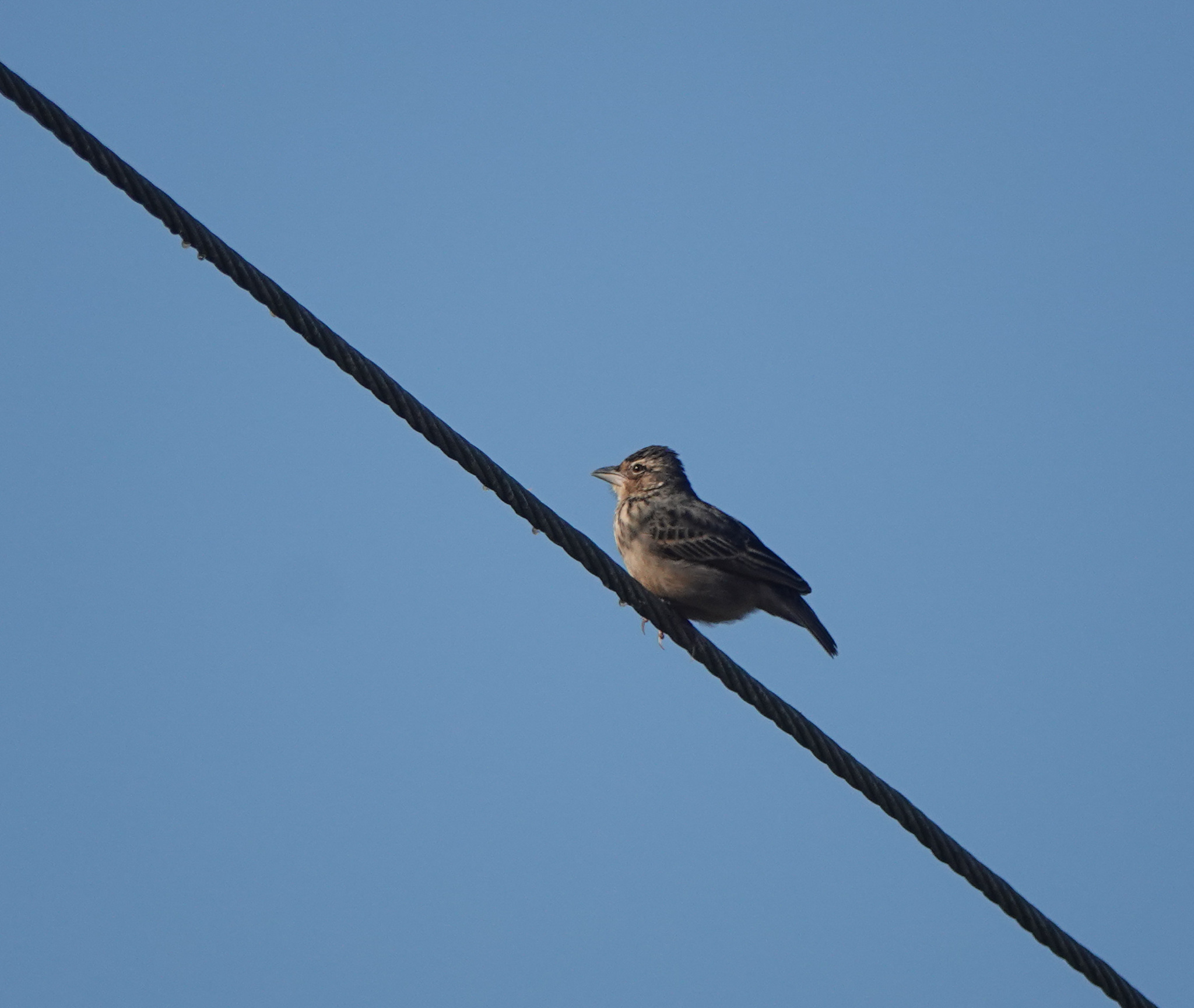 Bengal Bushlark (Plocealauda assamica)