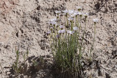 Erigeron pulcherrimus