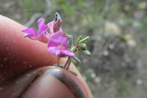Image of Indigofera calcarea by (c) James Deacon, some rights reserved (CC BY-SA)