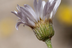 Erigeron pulcherrimus