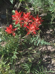 Castilleja linariifolia