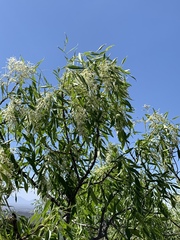 Fraxinus cuspidata