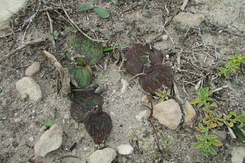 Image of Massonia longipes by (c) James Deacon, some rights reserved (CC BY-SA)