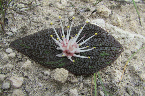 Image of Massonia longipes by (c) James Deacon, some rights reserved (CC BY-SA)