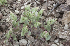 Atriplex saccaria