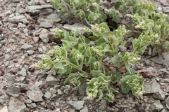 Atriplex saccaria