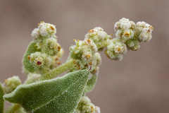 Atriplex saccaria