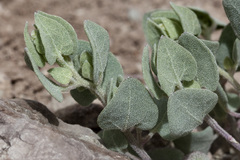 Atriplex saccaria