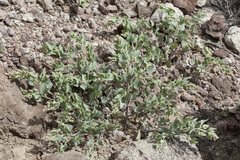 Atriplex saccaria
