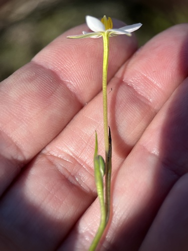 Image of Pauridia aquatica by (c) Charleen Brunke, some rights reserved (CC BY)