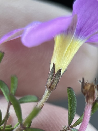 Image of Fringe Sorrel (Oxalis ciliaris) by (c) Charleen Brunke, some rights reserved (CC BY)