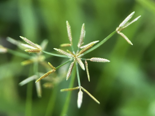 Narrow-spiculate flatsedge (Cyperus tenuispica)
