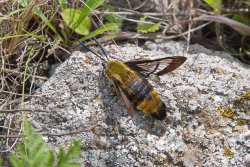 昆虫用品 ヨーロッパ産 スキバホウジャク ペア Hemaris ottonis