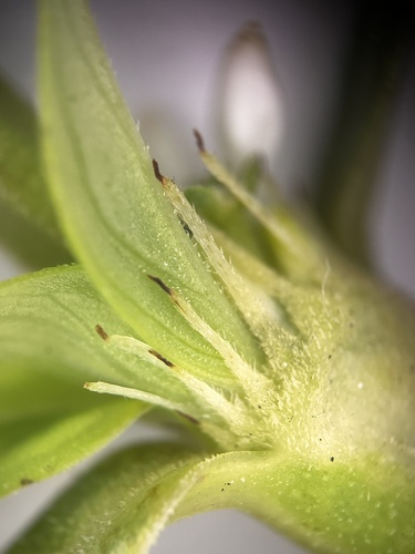 Spermacoce ocymifolia