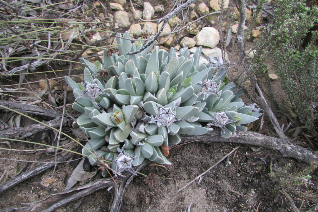 Ruschia constricta L. Bolus