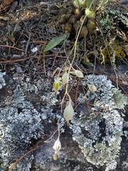 Prosthechea concolor