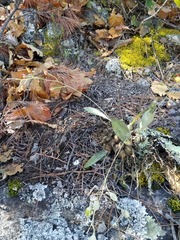 Prosthechea concolor