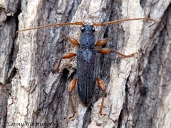Ceresium delauneyi