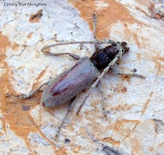 Pascoetrephus ranongensis