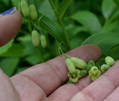 Polygonatum biflorum commutatum