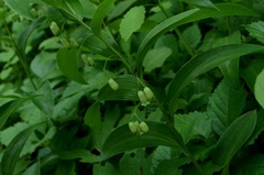 Polygonatum biflorum commutatum