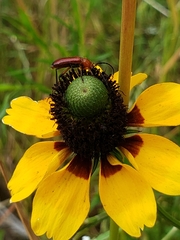 Rudbeckia amplexicaulis