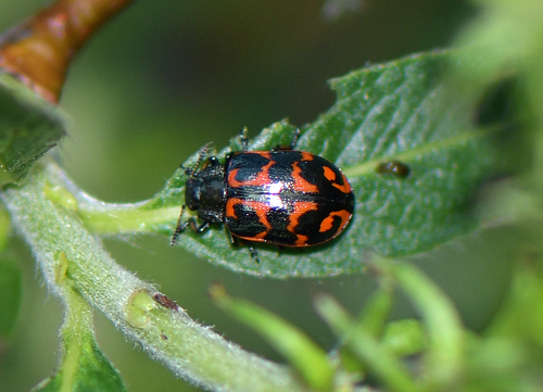 Chrysomela lapponica