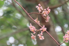 Trichocentrum oerstedii