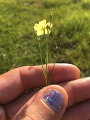 Linum sulcatum