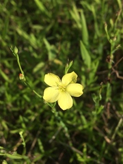 Linum sulcatum