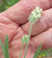 Plantago helleri
