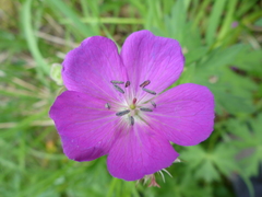 Geranium oreganum