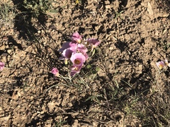 Calochortus ciscoensis