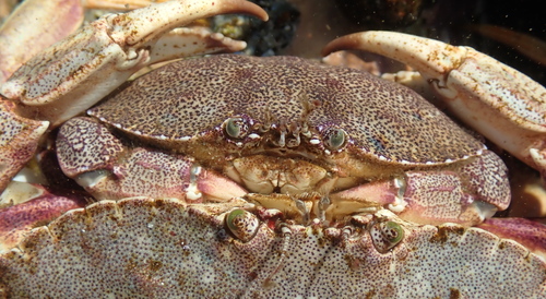 Atlantic Rock Crab, Scarborough, ME, USA, photo 9 of 10
