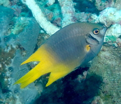 Neoglyphidodon nigroris