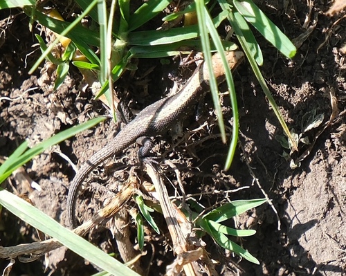 Sparse-scaled Forest Lizard, Congolacerta vauereselli