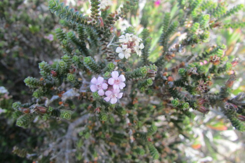 Agulhas Beardbuchu (Euchaetis meridionalis)