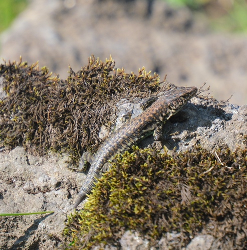 Jackson’s Forest Lizard, Adolfus jacksoni