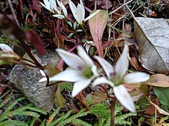 Gentianella tenuifolia