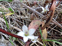 Gentianella tenuifolia