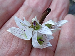 Gentianella tenuifolia