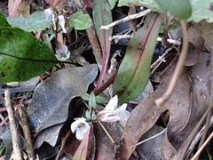 Gentianella tenuifolia