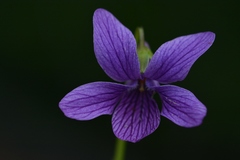 Viola kamtschadalorum