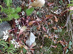 Gentianella tenuifolia