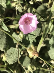 Malacothamnus foliosus