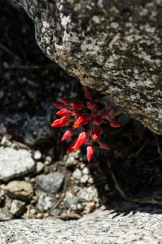 Dudleya cymosa