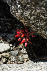Dudleya cymosa