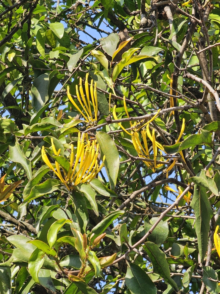Dendrophthoe praelonga (Dendrophthoe praelonga)