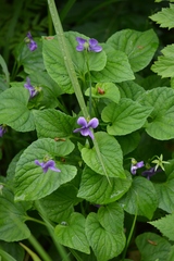 Viola kamtschadalorum