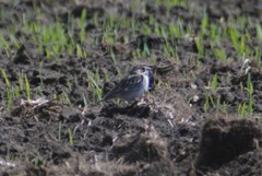 Chondestes grammacus strigatus